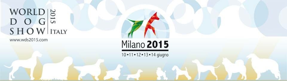 des sous-bois Becassiers - World Dog Show Milan 2015 !!