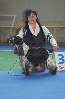 des sous-bois Becassiers - photo European Dog Show Celje Solvenia 03/10/10