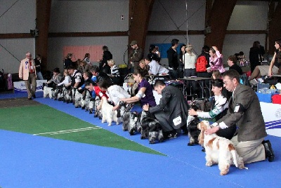 des sous-bois Becassiers - European Dog Show Celje Solvenia 03/10/10