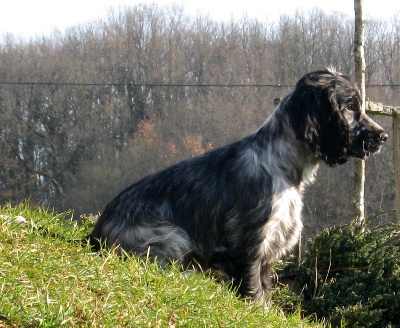 des sous-bois Becassiers - CACS Périgueux 25/03/12