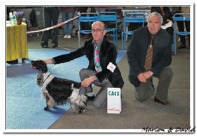 des sous-bois Becassiers - Nationale d'élevage 2012 !! Que d'émotions