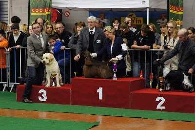 des sous-bois Becassiers - CACIB Castres 18/11/2012