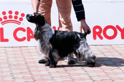 des sous-bois Becassiers - CACIB Torino (Italie) 04/06/2011