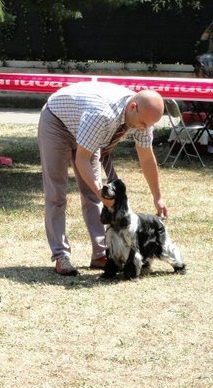 des sous-bois Becassiers - CACIB Rome (Italie) 02/10/2011