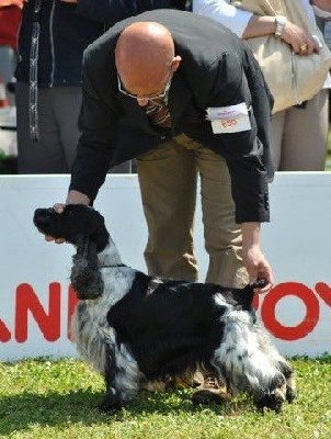 des sous-bois Becassiers - TOP DOG cocker pluricolore 2011 !!!