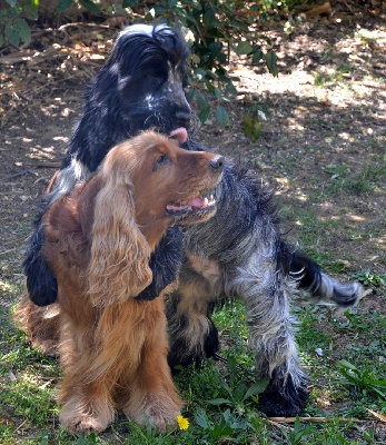 des sous-bois Becassiers - Nouvelles de Great Blue Lover