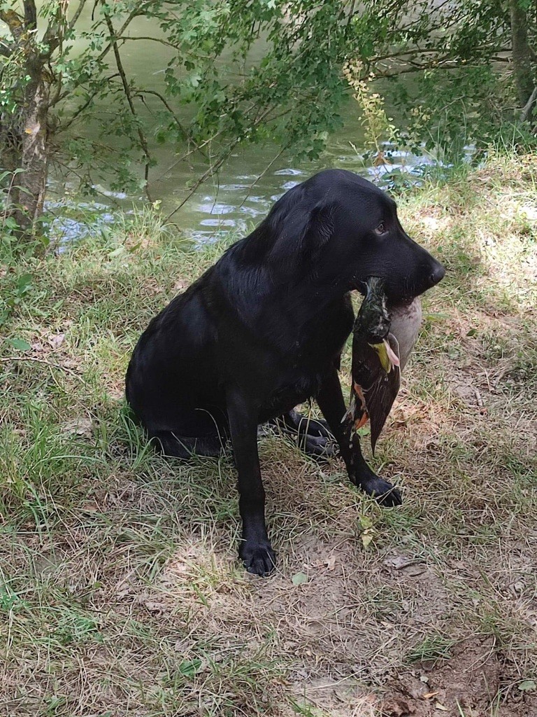 des sous-bois Becassiers - 7 mois premier rapport à l eau sur canard